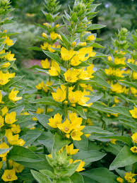 Attēlu rezultāti vaicājumam “Lysimachia punctata”