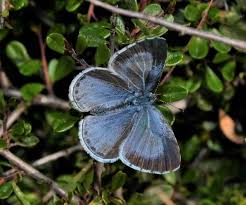 Attēlu rezultāti vaicājumam “Celastrina argiolus female”