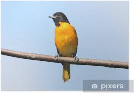 Image result for Icterus galbula