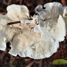 Attēlu rezultāti vaicājumam “Gloeoporus pannocinctus”