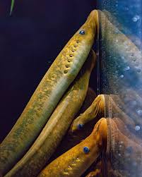 Image result for Petromyzon marinus