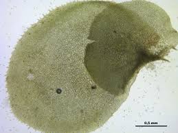 Attēlu rezultāti vaicājumam “Scapania nemorea”