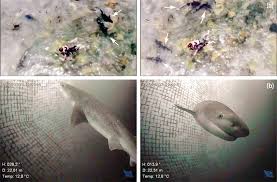 Image result for Notorynchus cepedianus