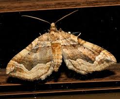 Attēlu rezultāti vaicājumam “Pelurga comitata”