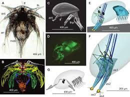 Attēlu rezultāti vaicājumam “Balanus improvisus”