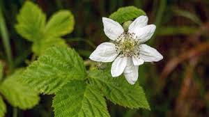 Attēlu rezultāti vaicājumam “Rubus plicatus flower”