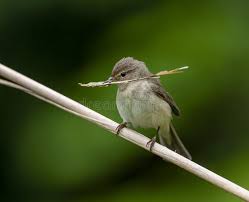 Attēlu rezultāti vaicājumam “Phylloscopus collybita adult”