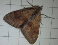 Attēlu rezultāti vaicājumam “Pennithera firmata”