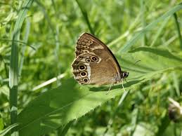 Attēlu rezultāti vaicājumam “Lopinga achine underside”
