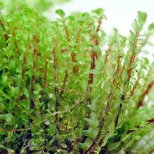 Attēlu rezultāti vaicājumam “Scapania irrigua”