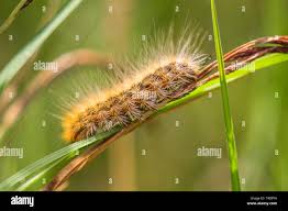 Attēlu rezultāti vaicājumam “Spilosoma lubricipeda”
