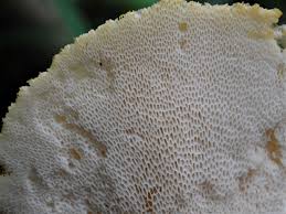 Attēlu rezultāti vaicājumam “Polyporus tubaeformis”