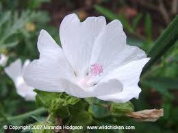 Image result for Malva moschata alba