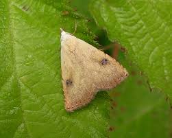 Attēlu rezultāti vaicājumam “Rivula sericealis”