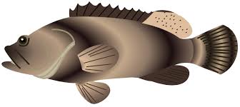 Image result for Epinephelus itajara