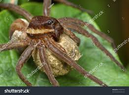 Attēlu rezultāti vaicājumam “Dolomedes fimbriatus”
