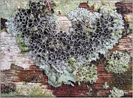 Attēlu rezultāti vaicājumam “Physcia aipolia”