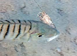 Image result for Lithognathus mormyrus