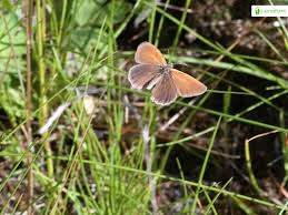 Attēlu rezultāti vaicājumam “Coenonympha glycerion underside”