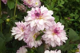 Image result for Dahlia x pinnata `Decorative Giants`