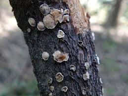 Attēlu rezultāti vaicājumam “Aleurodiscus amorphus”