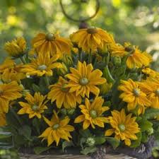 Image result for Rudbeckia Paradisio