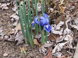Attēlu rezultāti vaicājumam “Iris reticulata flower”
