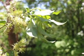 Attēlu rezultāti vaicājumam “Salix triandra fruit”