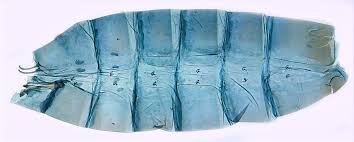 Attēlu rezultāti vaicājumam “Scardia boletella”