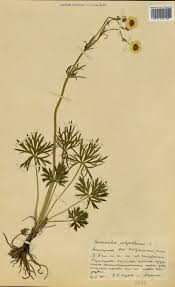 Attēlu rezultāti vaicājumam “Ranunculus polyanthemos”