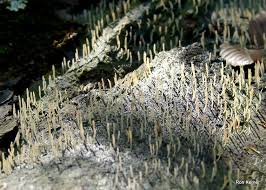 Attēlu rezultāti vaicājumam “Multiclavula mucida”