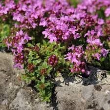 Attēlu rezultāti vaicājumam “Thymus serpyllum leaf”