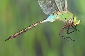 Attēlu rezultāti vaicājumam “Anax parthenope”