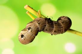 Attēlu rezultāti vaicājumam “Deilephila elpenor larva”