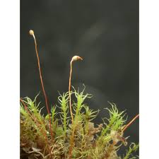 Attēlu rezultāti vaicājumam “Dicranella schreberiana”