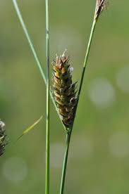 Attēlu rezultāti vaicājumam “Carex lasiocarpa leaf”