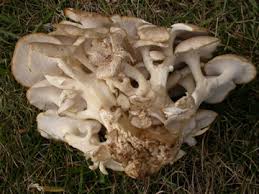 Attēlu rezultāti vaicājumam “Polyporus umbellatus”