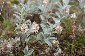 Attēlu rezultāti vaicājumam “Salix lapponum”