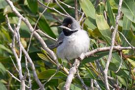 Image result for Sylvia rueppelli