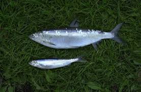 Image result for Coregonus albula