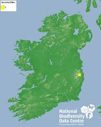 Attēlu rezultāti vaicājumam “Colloderma oculatum”