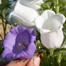 Image result for Campanula medium