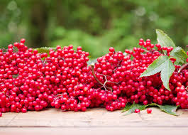 Attēlu rezultāti vaicājumam “Sambucus racemosa fruit”