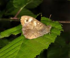 Attēlu rezultāti vaicājumam “Pararge aegeria upperside”