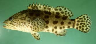 Image result for Epinephelus tukula