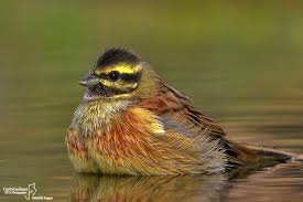 Image result for Emberiza cirlus