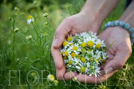 Attēlu rezultāti vaicājumam “Matricaria chamomilla flower”