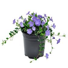 Attēlu rezultāti vaicājumam “Vinca minor flower”