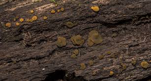 Attēlu rezultāti vaicājumam “Chlorencoelia versiformis”