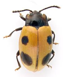 Attēlu rezultāti vaicājumam “Endomychidae”